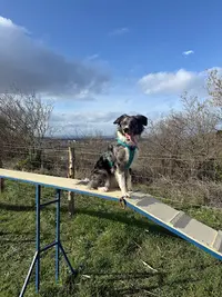 Dog Educ 34 . Education Canine et Agility.