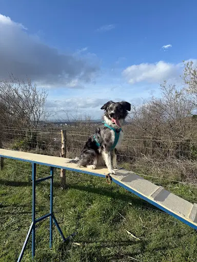 Dog Educ 34 . Education Canine et Agility.