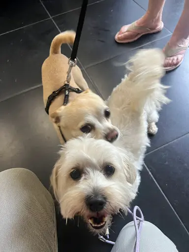 Kari Animaux Médoc