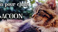Pension Pour Chats Abacoon