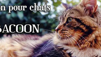 Pension Pour Chats Abacoon