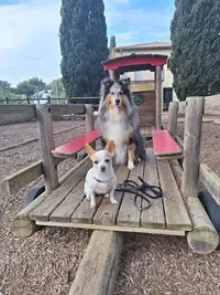 Education Canine - Zoothérapie - Pension Familiale Pour Petits Chiens. Dialdog