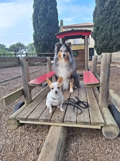 Education Canine - Zoothérapie - Pension Familiale Pour Petits Chiens. Dialdog