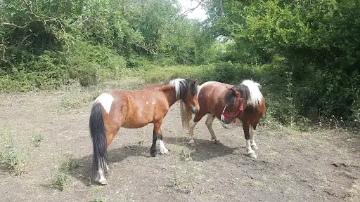 Les Poneys de Mylou