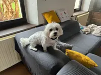 Au Chien Calin au Chat Malin