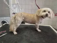 Câlin-canin