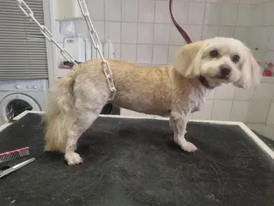 Câlin-canin