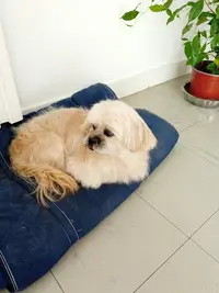 Cani Toilettage