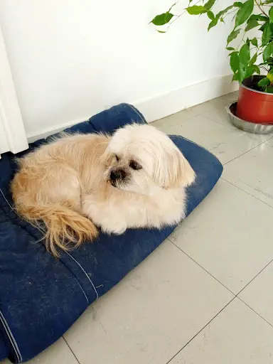 Cani Toilettage