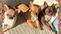 Éleveur de Chihuahua les Petits Lutins de Séléné