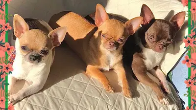 Éleveur de Chihuahua les Petits Lutins de Séléné