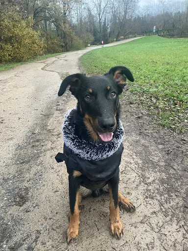 Lola Éducatrice Comportementaliste Canine