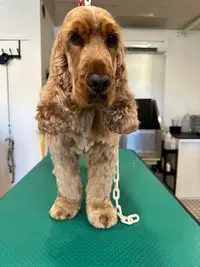 Au Poil | Toilettage Canin