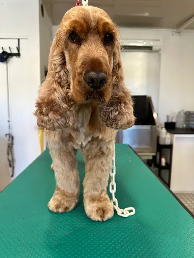 Au Poil | Toilettage Canin