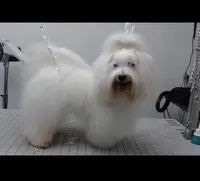 Toilettage Frimousse
