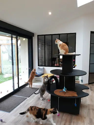 La Patoune du Chat