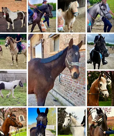 Létine Poney Club