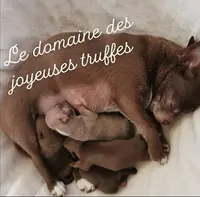 Élevage Chihuahua Lof "le Domaine des Joyeuses Truffes"