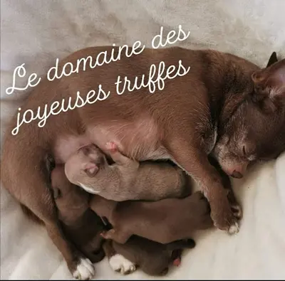 Élevage Chihuahua Lof "le Domaine des Joyeuses Truffes"