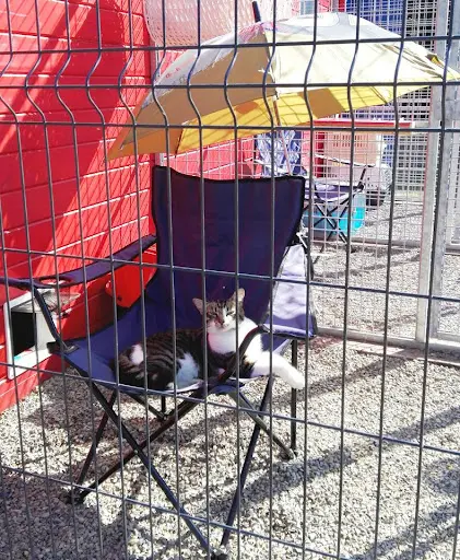Pension les Felins de l'Eclin