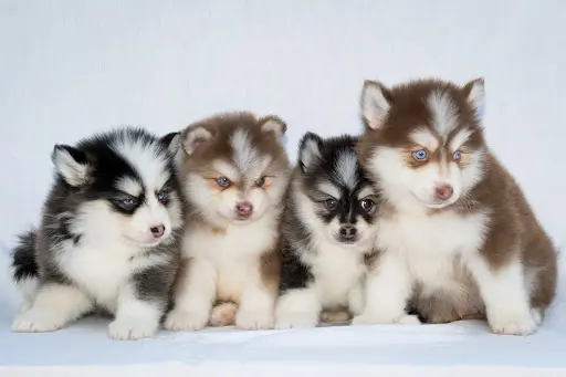 Élevage Passion Pomsky