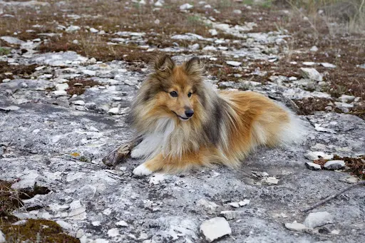 Jules - Educateur Comportementaliste Canin À Domicile