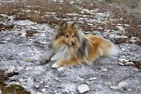 Jules - Educateur Comportementaliste Canin À Domicile