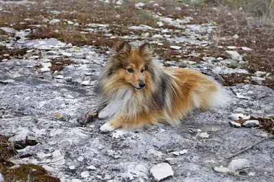 Jules - Educateur Comportementaliste Canin À Domicile