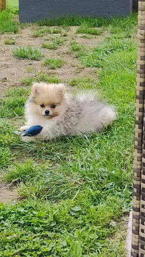 Élevage Spitz Nain / Pomsky Puppy Academy