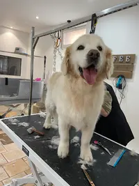 l'Atelier Canin - Salon de Toilettage