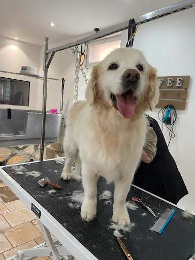 l'Atelier Canin - Salon de Toilettage