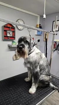 Le Chien de Provence