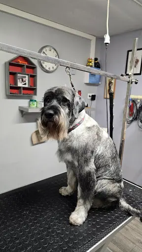 Le Chien de Provence