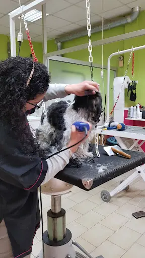 Aux4pat Toilettage et Pension Canine