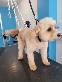 Bulle Dog