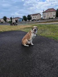 Rk Smilingdog