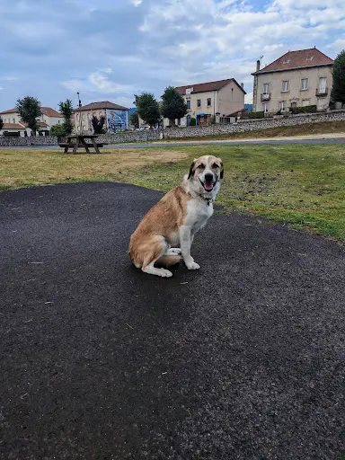 Rk Smilingdog
