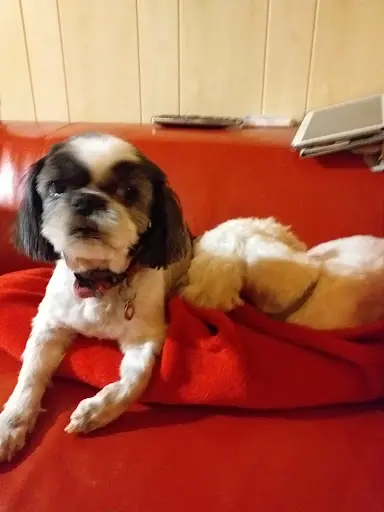 Chien Charmant