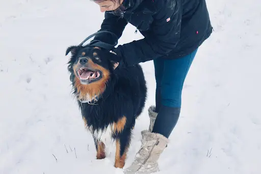Pension Canine du Soubirous