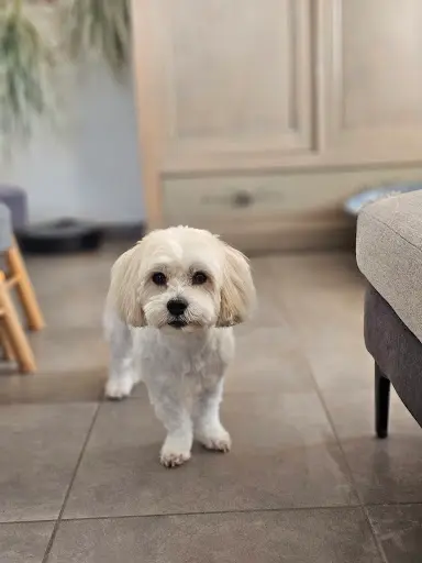 Toilettage À Domicile Canin et Félin - E. Pet S