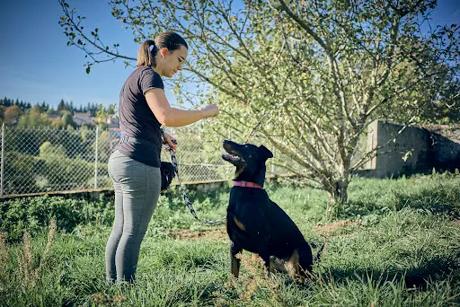 Chien des Bois Noirs