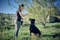 Chien des Bois Noirs