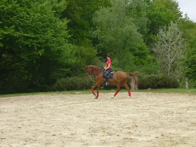Haras de Saint-robert