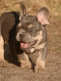 Les Crocs d'Or Élevage de Bouledogue Français Exotics et de Chihuahua