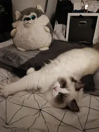 Chatterie Ragdolline Cat S
