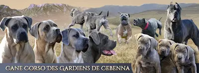 Elevage des Gardiens de Cebenna