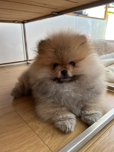 Élevage Pomeranian - les Pom S de l'Occitanie