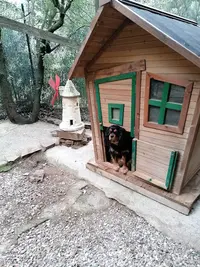 Pension Canine 4 Os Pour Chien et Chat