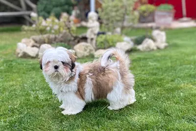 Konowane Éleveur de Chiots Shih Tzu et Yorkshire Terrier (normandie, Île de France)