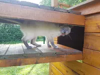 Pension Chat-hutte